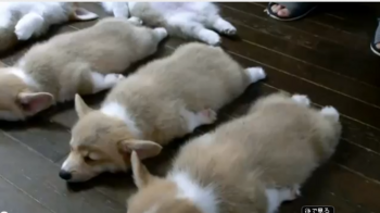puppies.PNG